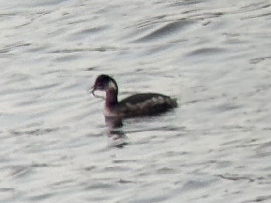 potápka černokrká - ML647787332