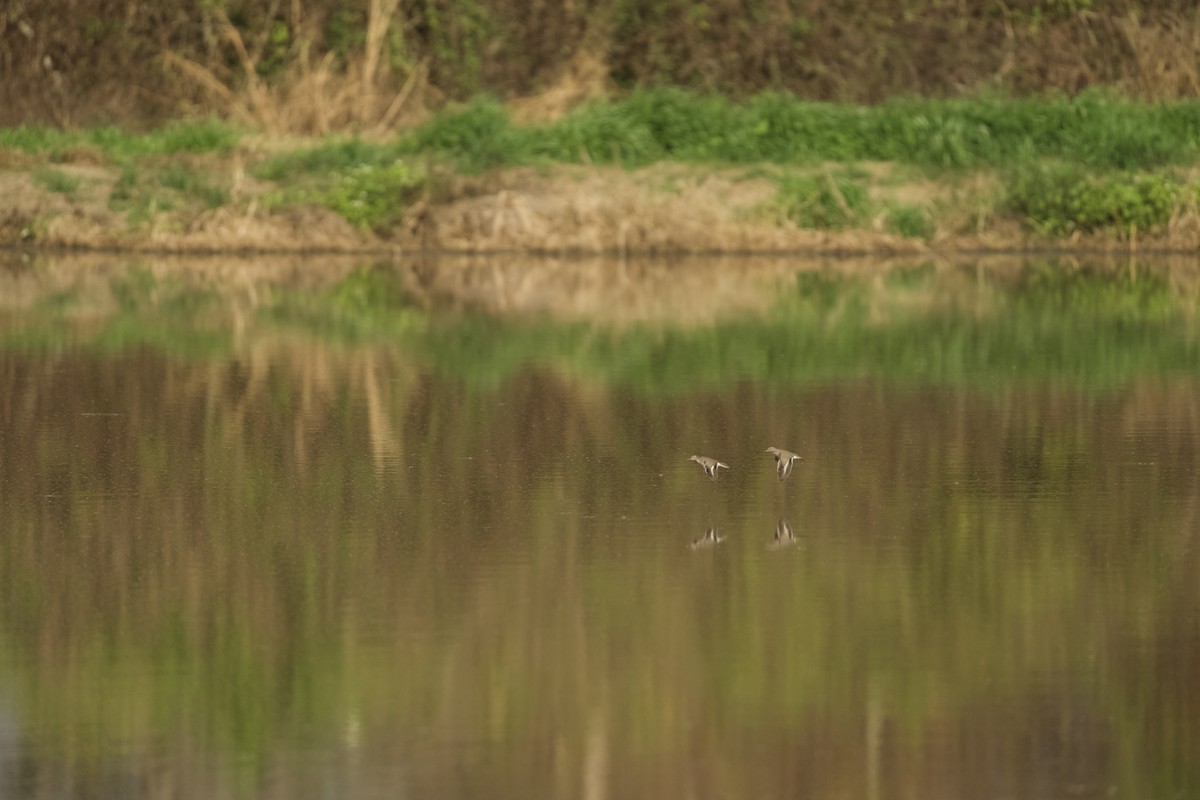 アメリカイソシギ - ML647787335