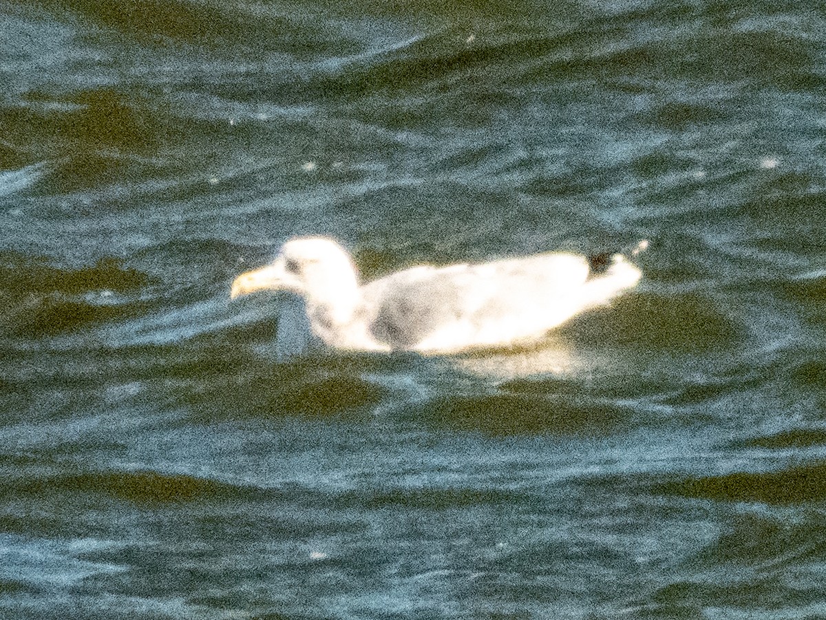 gull sp. - ML647787336