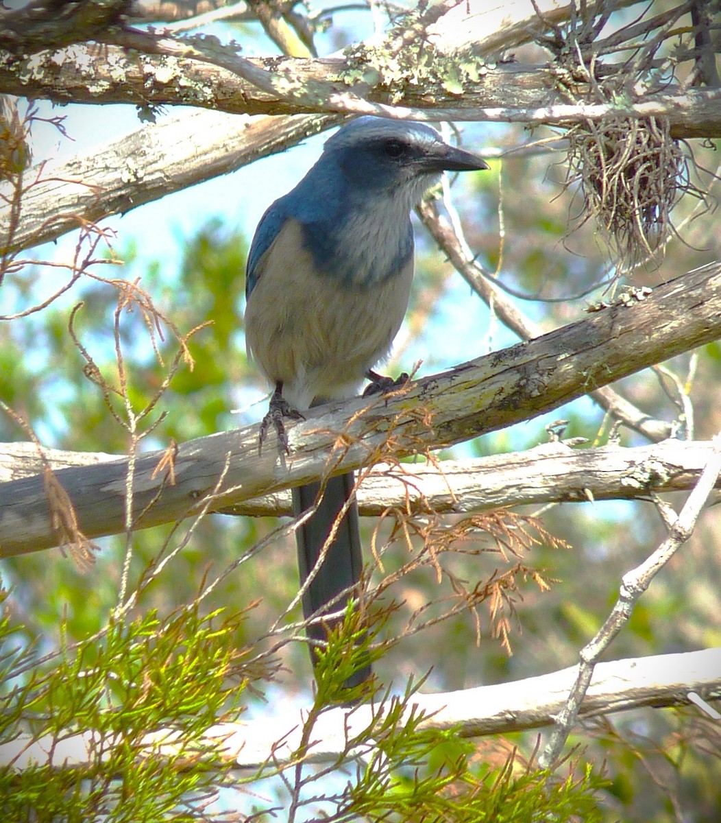 Florida Scrub-Jay - ML647787341