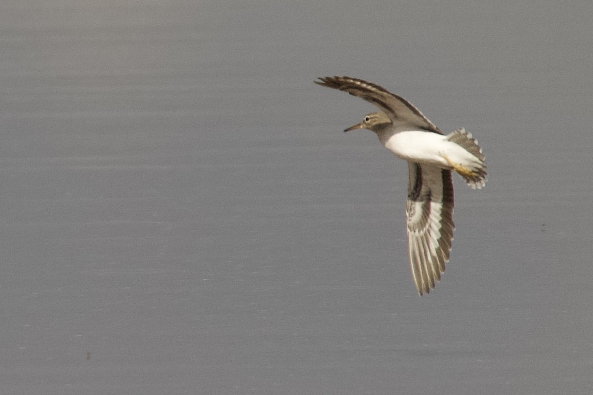 アメリカイソシギ - ML647787346