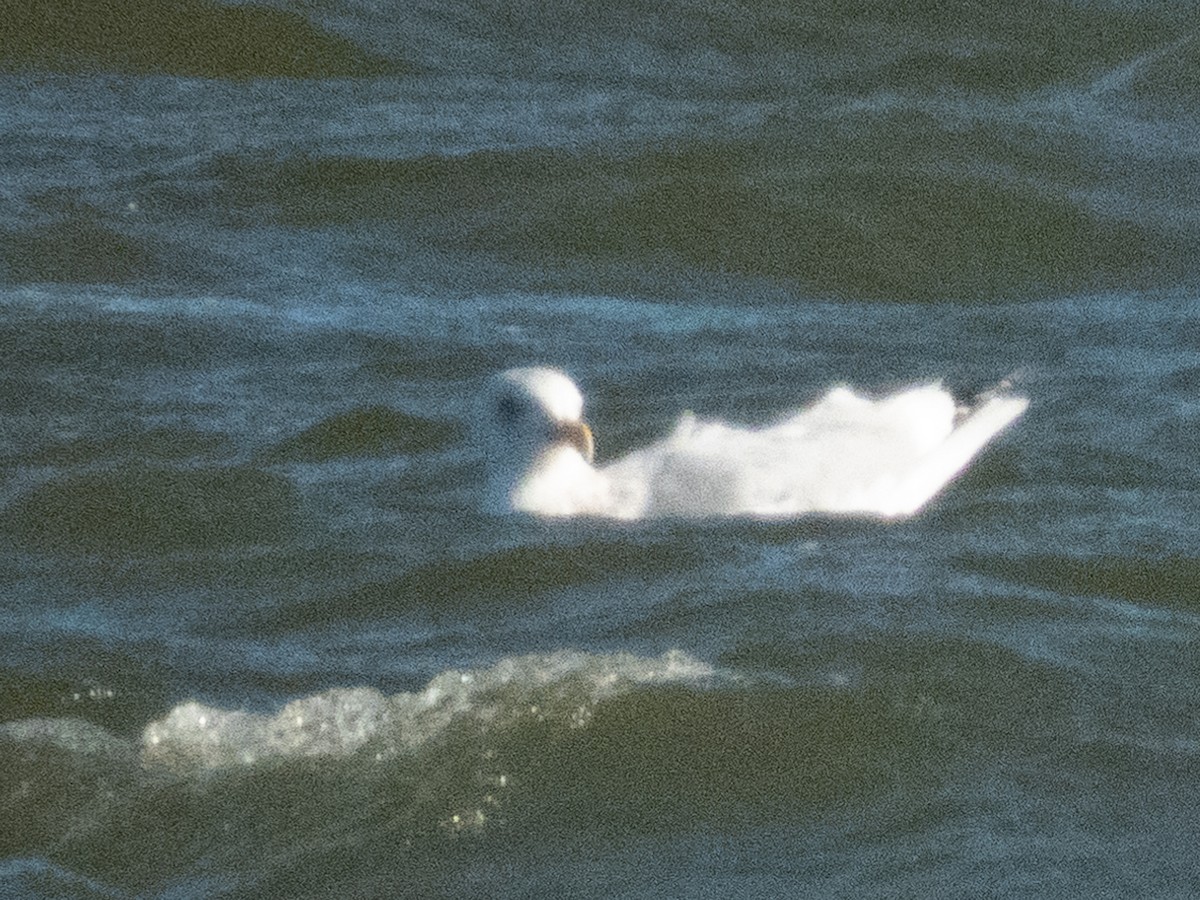 gull sp. - ML647787348