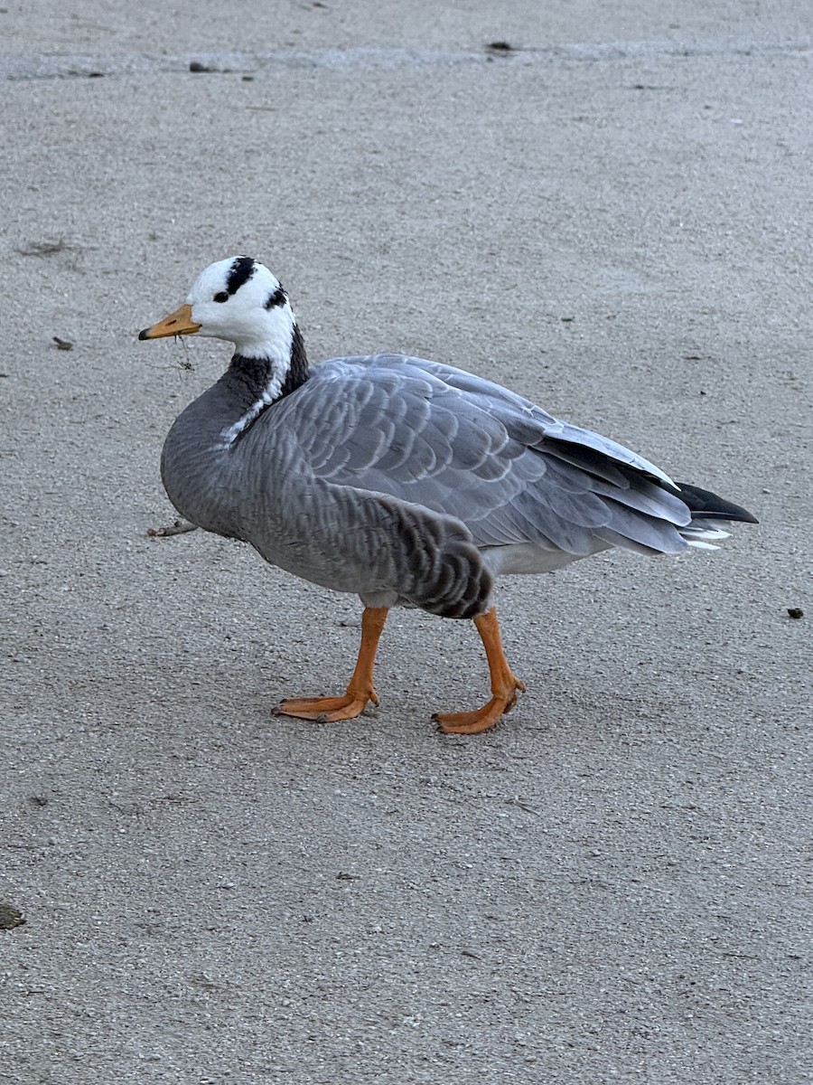Bar-headed Goose - ML647787366