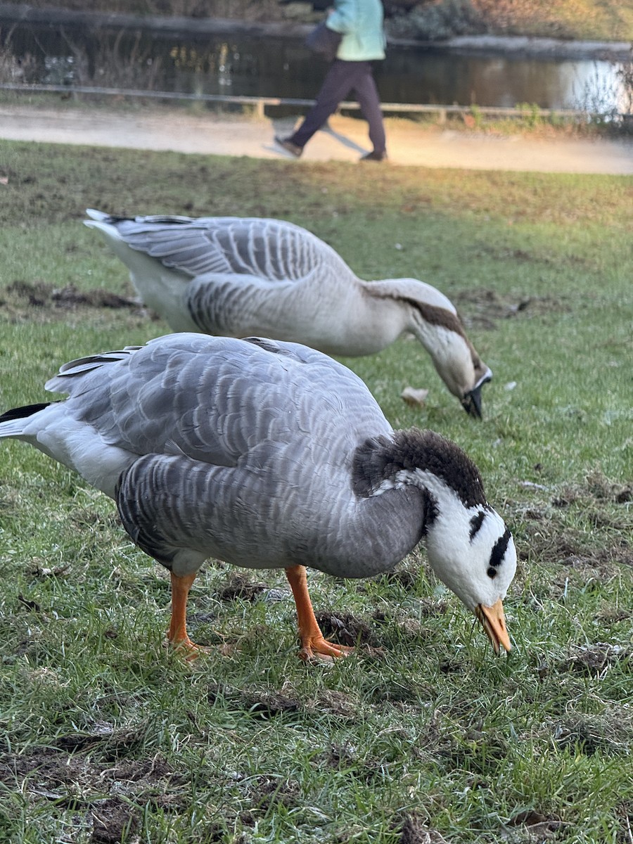 Bar-headed Goose - ML647787367
