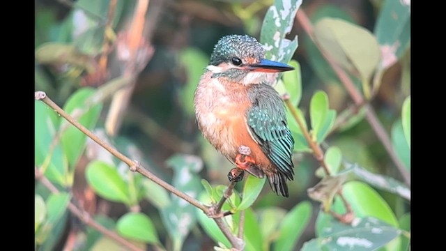 Рибалочка блакитний - ML647787377