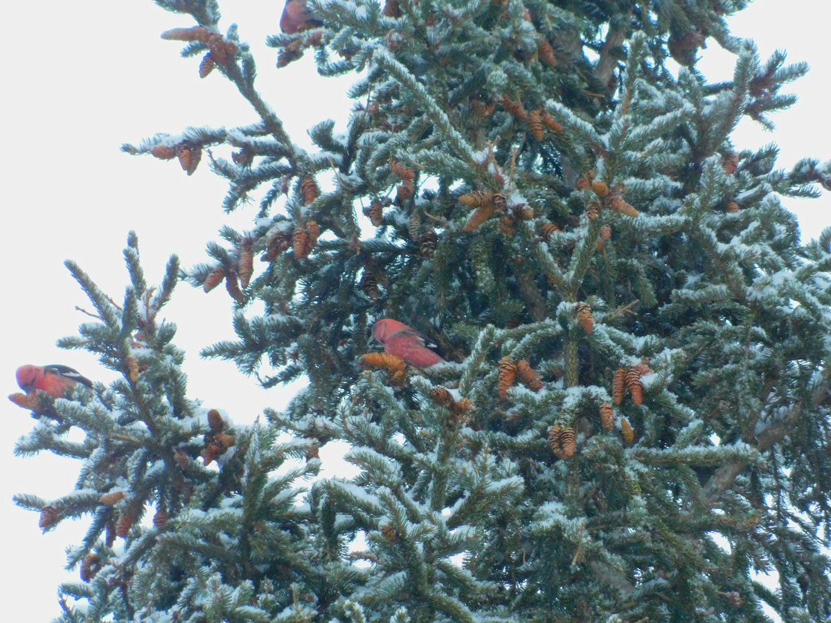 båndkorsnebb - ML647787383