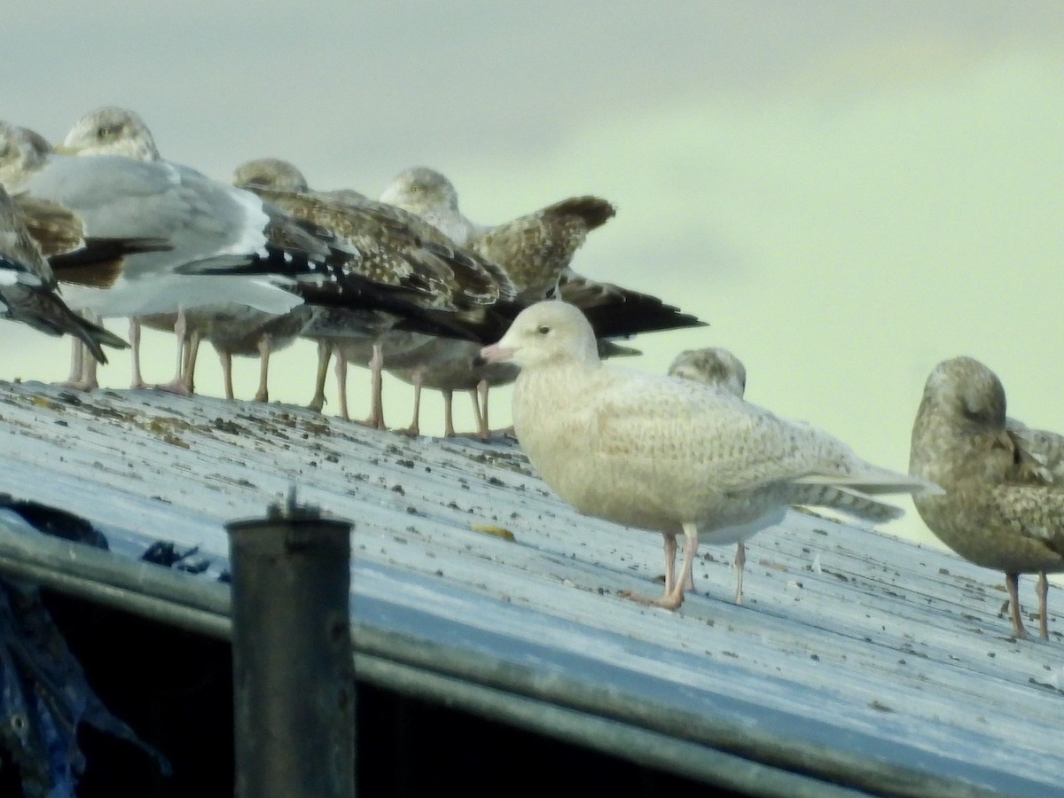 Gavión Hiperbóreo - ML647787394