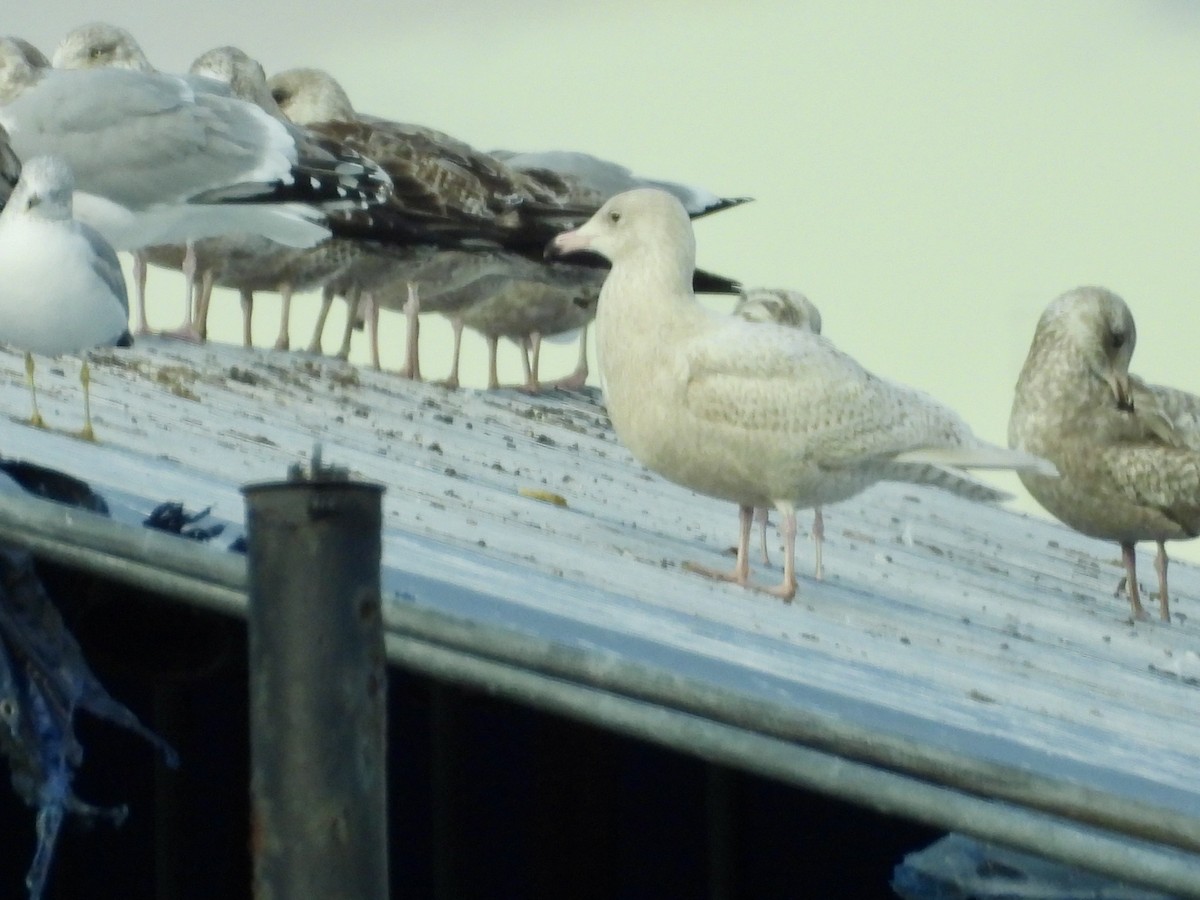 Gavión Hiperbóreo - ML647787395