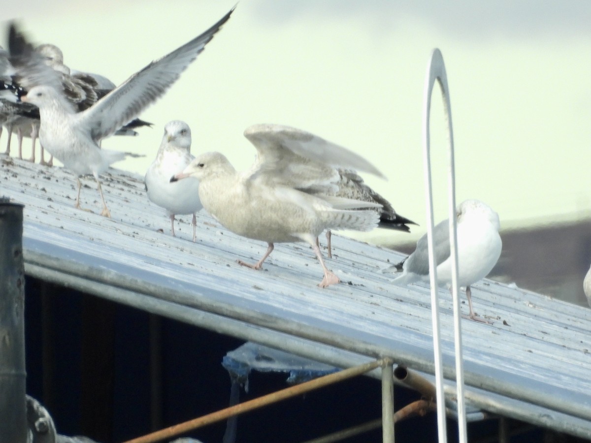 Gavión Hiperbóreo - ML647787396