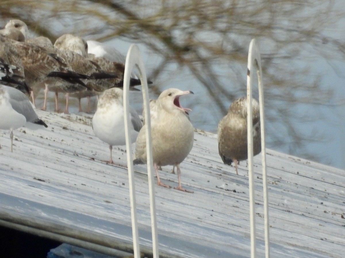 Gavión Hiperbóreo - ML647787397