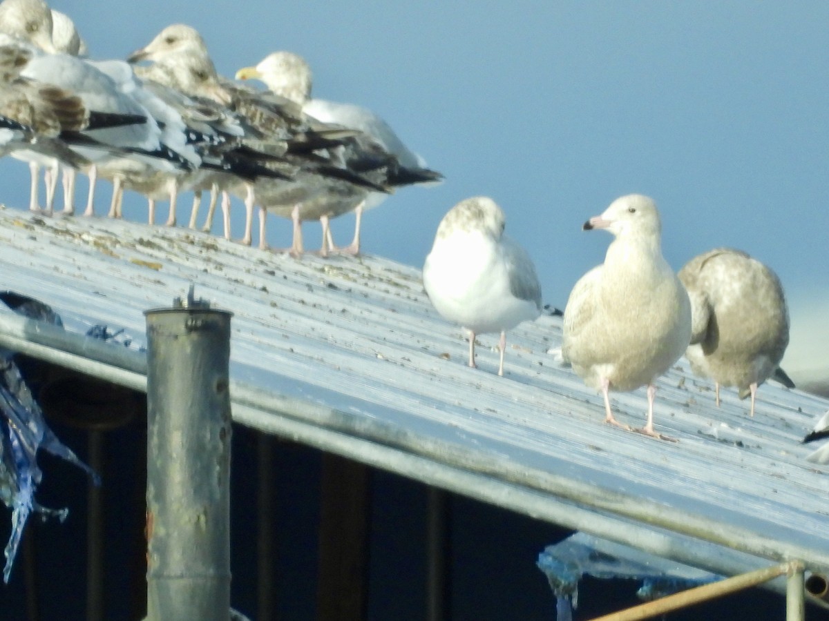 Gavión Hiperbóreo - ML647787398