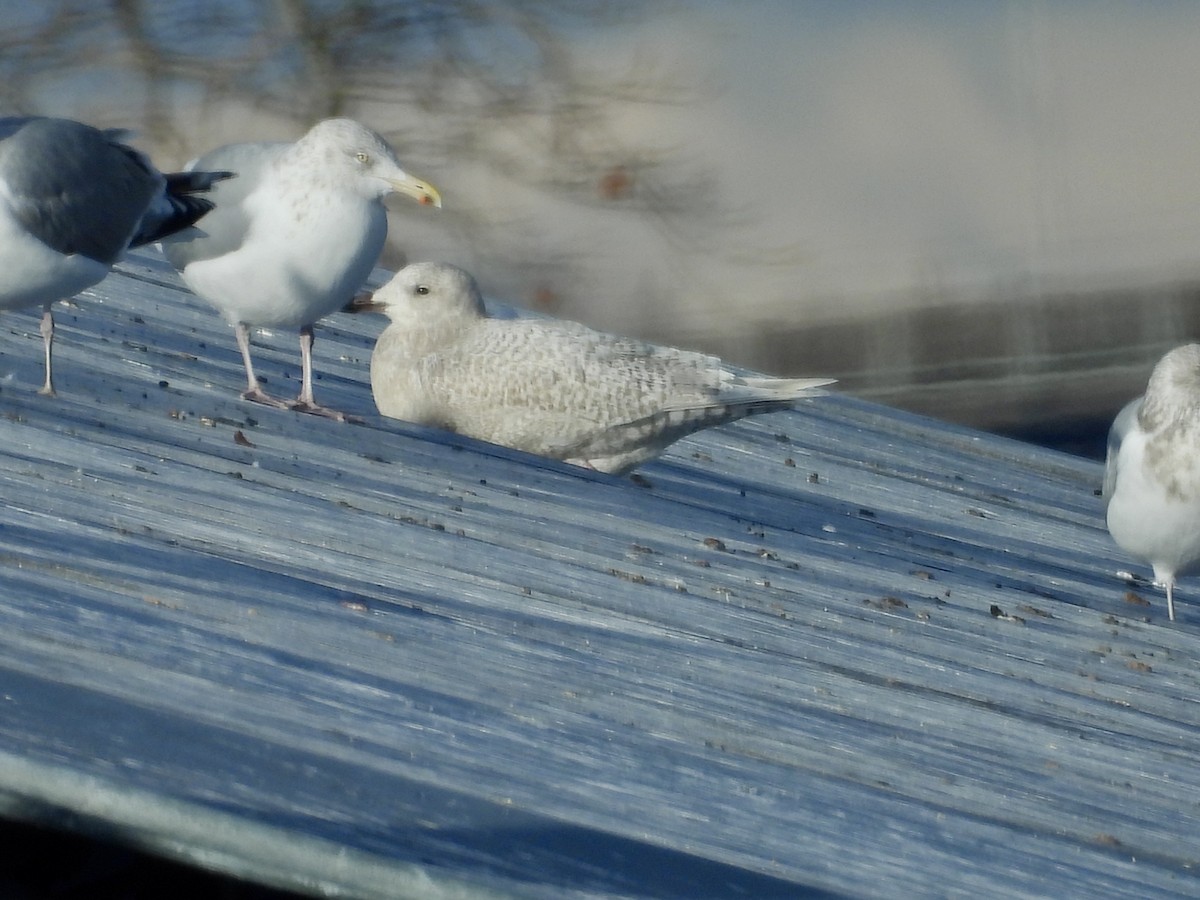 アイスランドカモメ - ML647787426