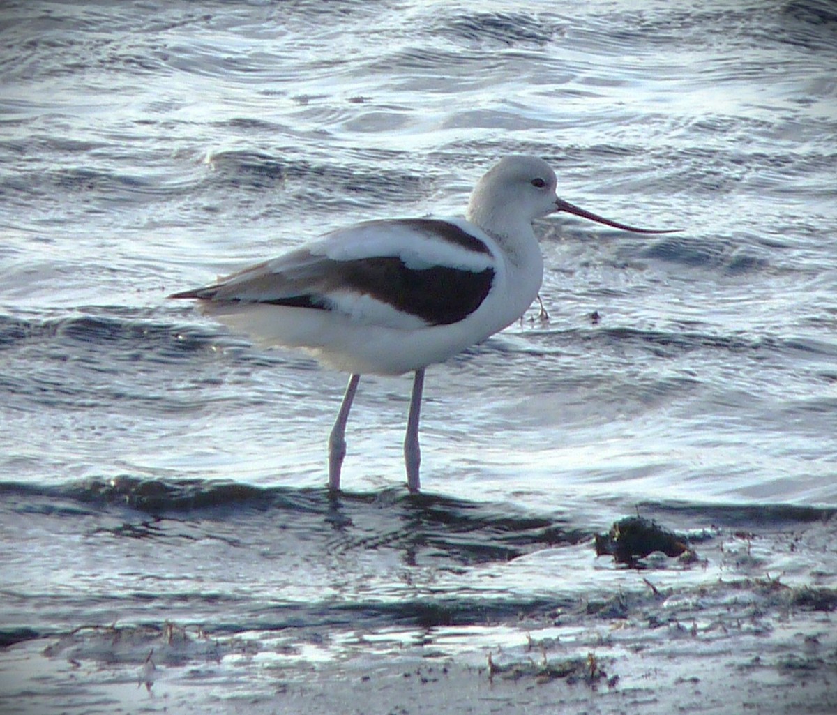 American Avocet - ML647787451