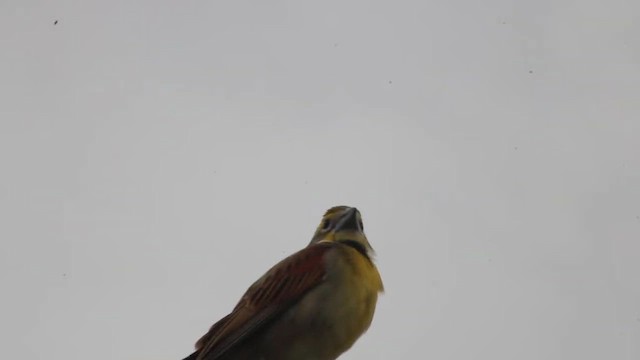 Лускун - ML647787455