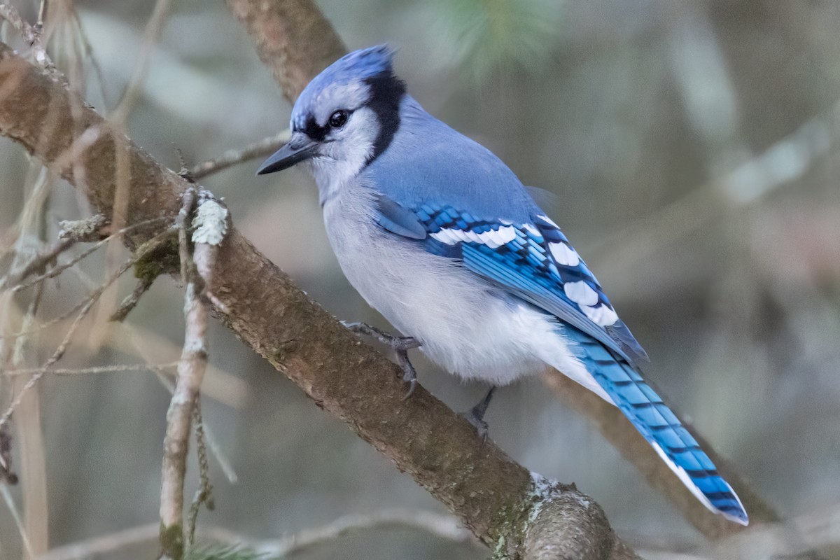 Blue Jay - ML647787461