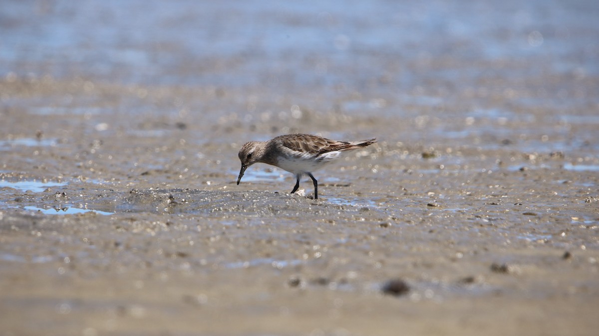 bonapartesnipe - ML647787463