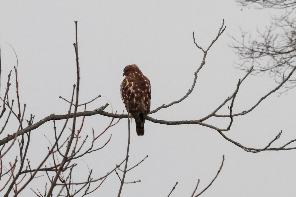 káně páskovaná - ML647787478