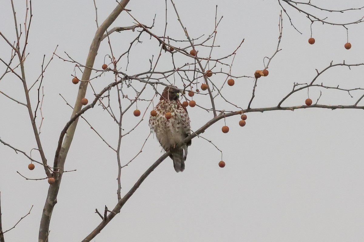 káně páskovaná - ML647787482