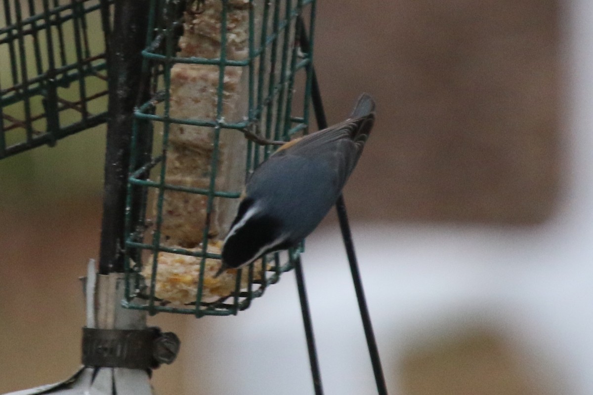 brhlík americký - ML647787500