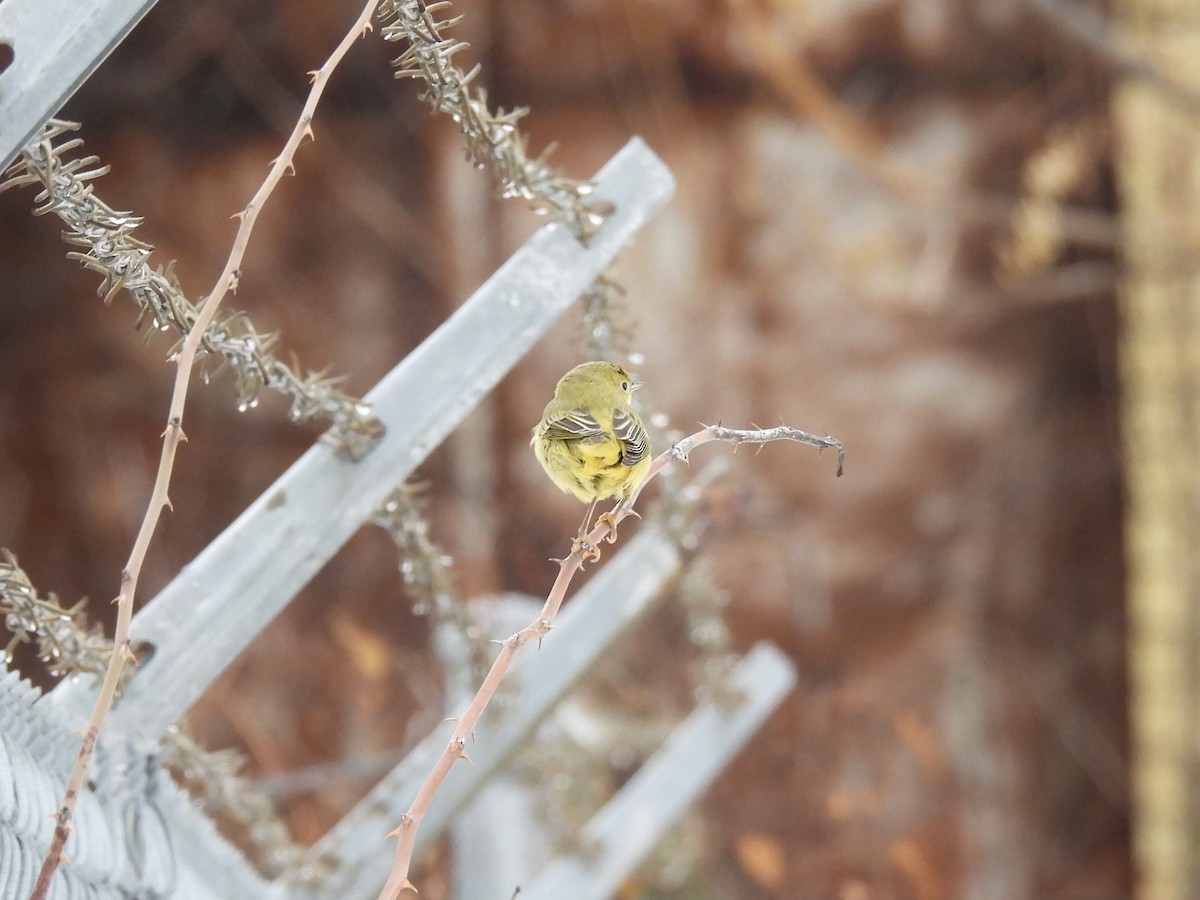 Northern Yellow Warbler - ML647787505