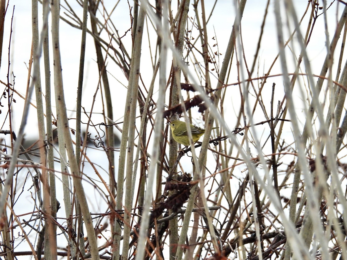 Northern Yellow Warbler - ML647787506