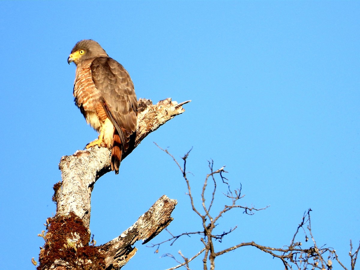 Roadside Hawk - ML647787508