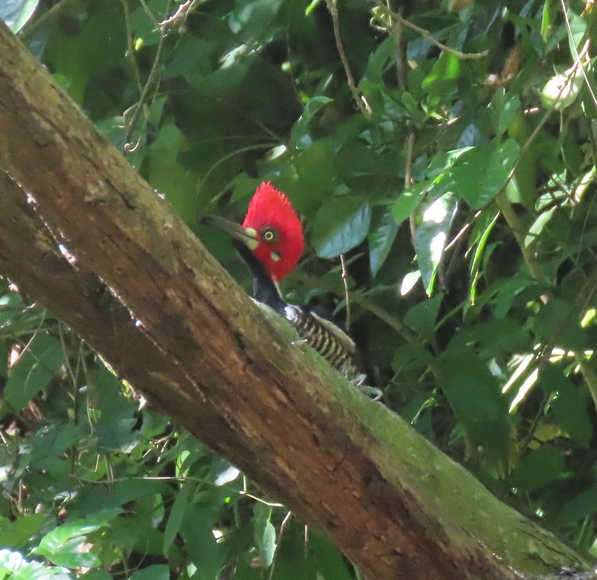 Crimson-crested Woodpecker - ML647787509