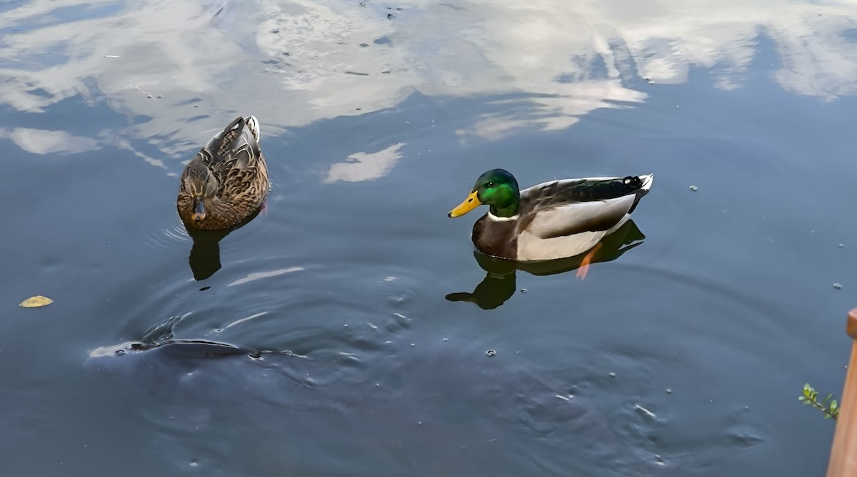 stokkand - ML647787510