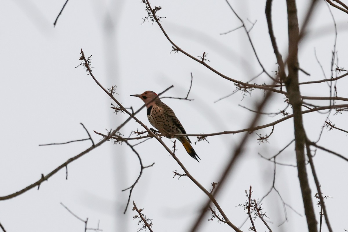 datel zlatý - ML647787529