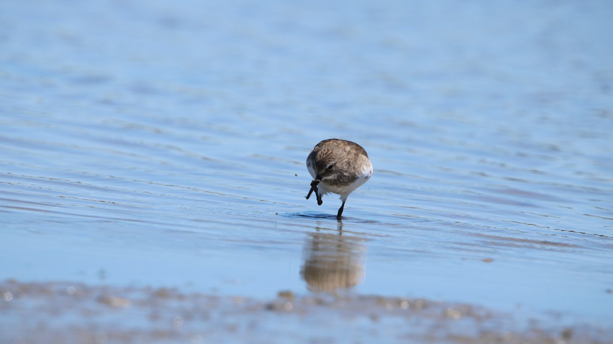 bonapartesnipe - ML647787530