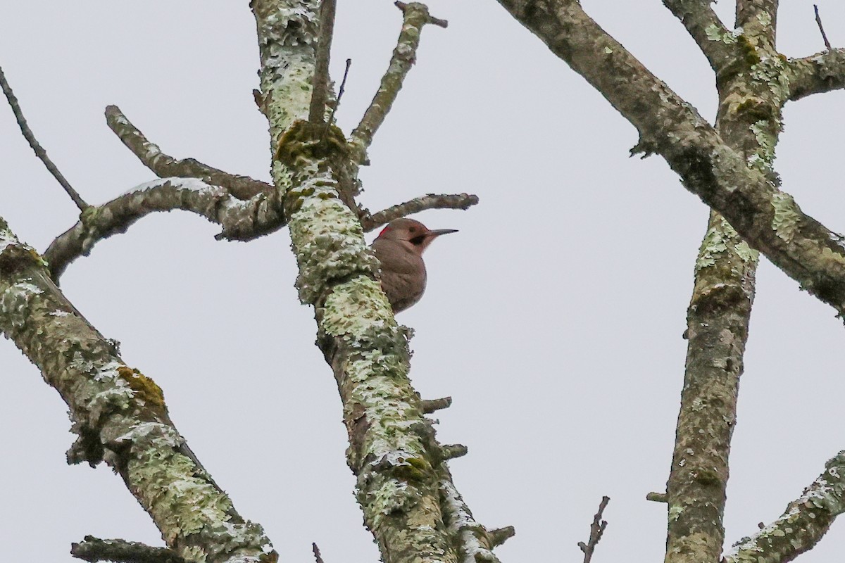 datel zlatý - ML647787549