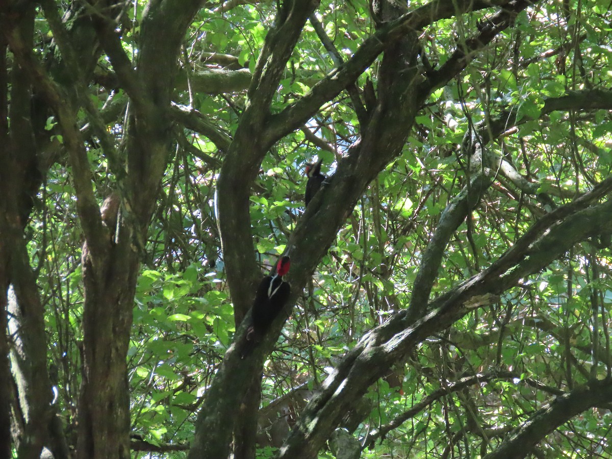 Crimson-crested Woodpecker - ML647787552