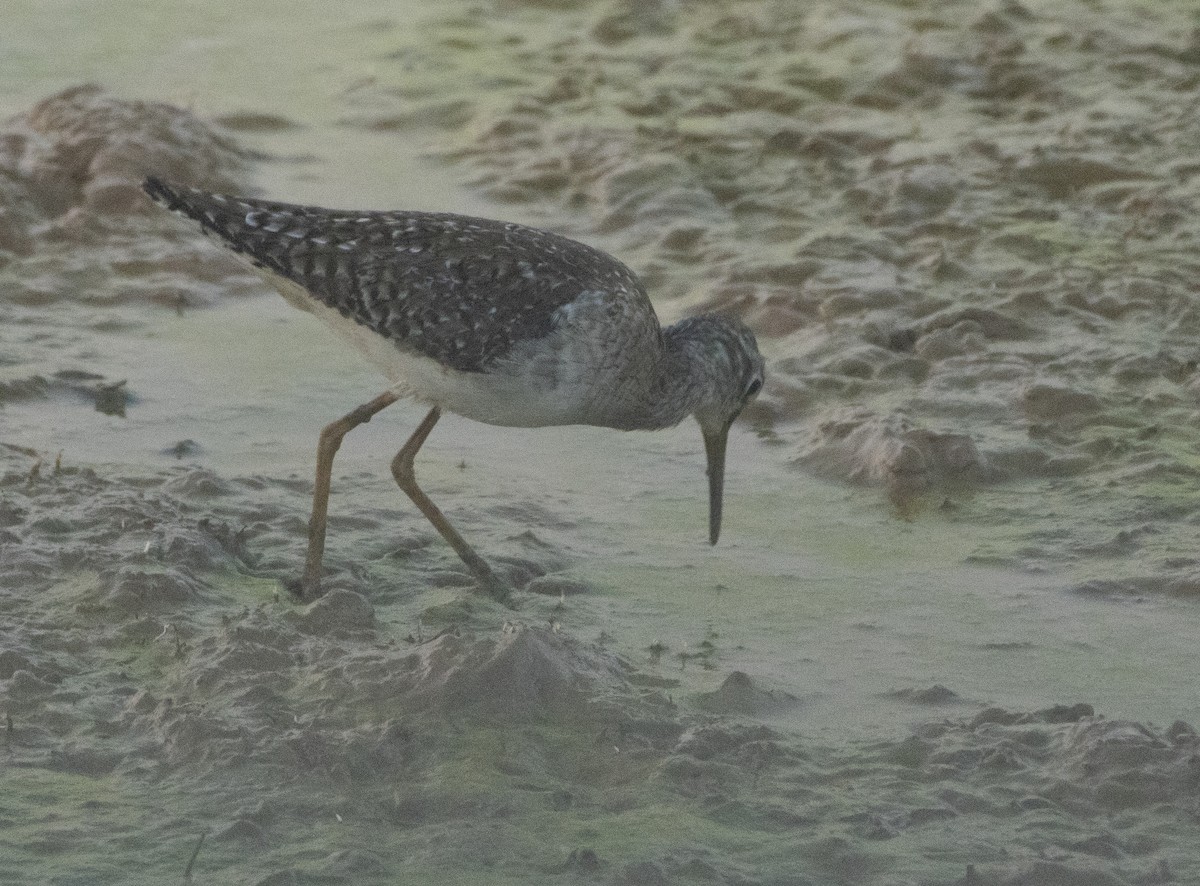 タカブシギ - ML647787570