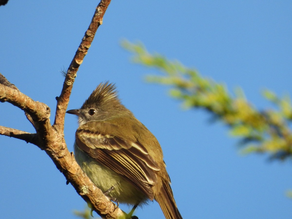 Желтобрюхая эления - ML647787582