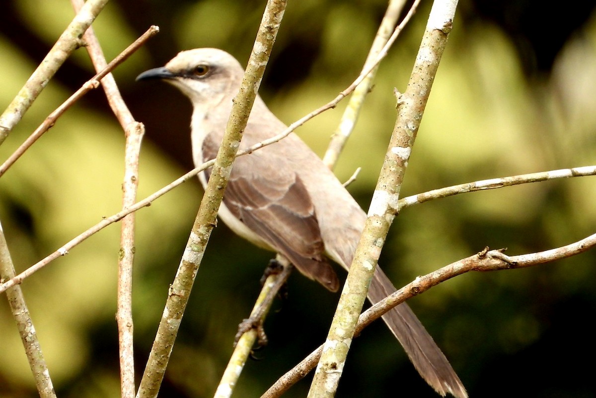 Tropikal Taklitçi - ML647787587