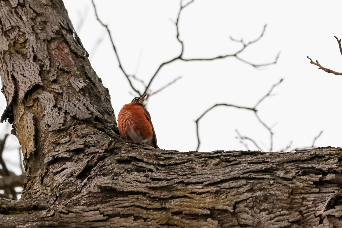 drozd stěhovavý - ML647787595