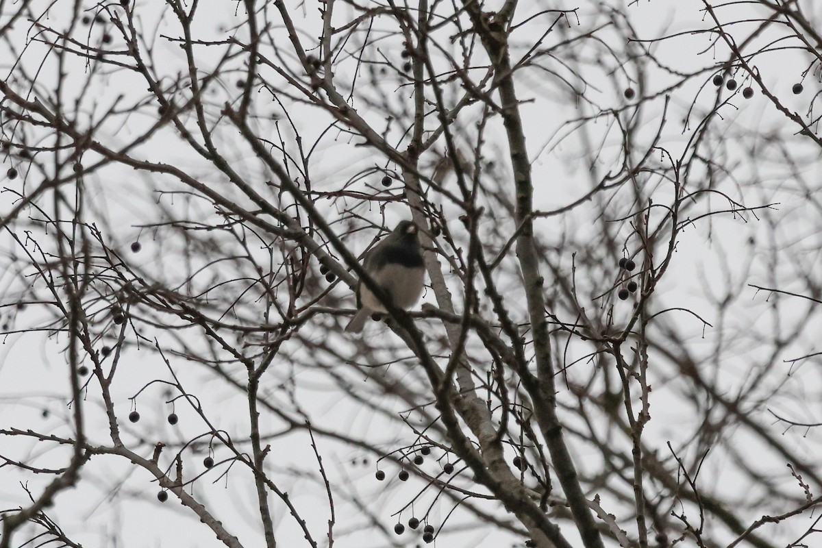 strnadec zimní - ML647787606