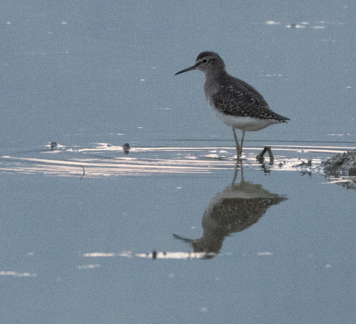 タカブシギ - ML647787620