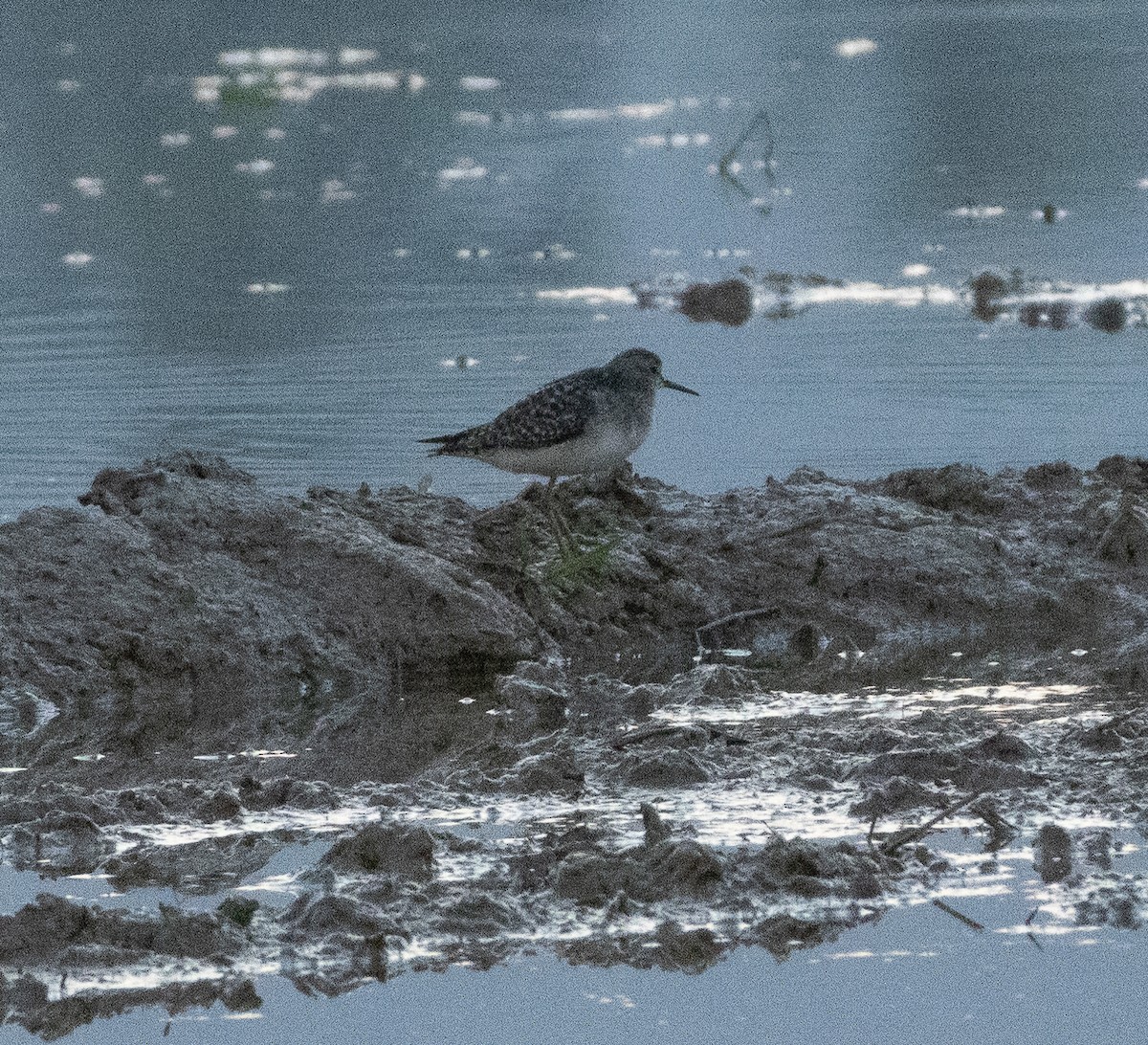 タカブシギ - ML647787621