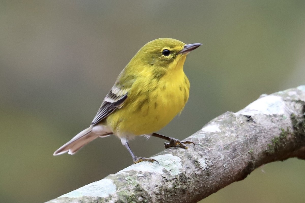 Pine Warbler - ML647787676