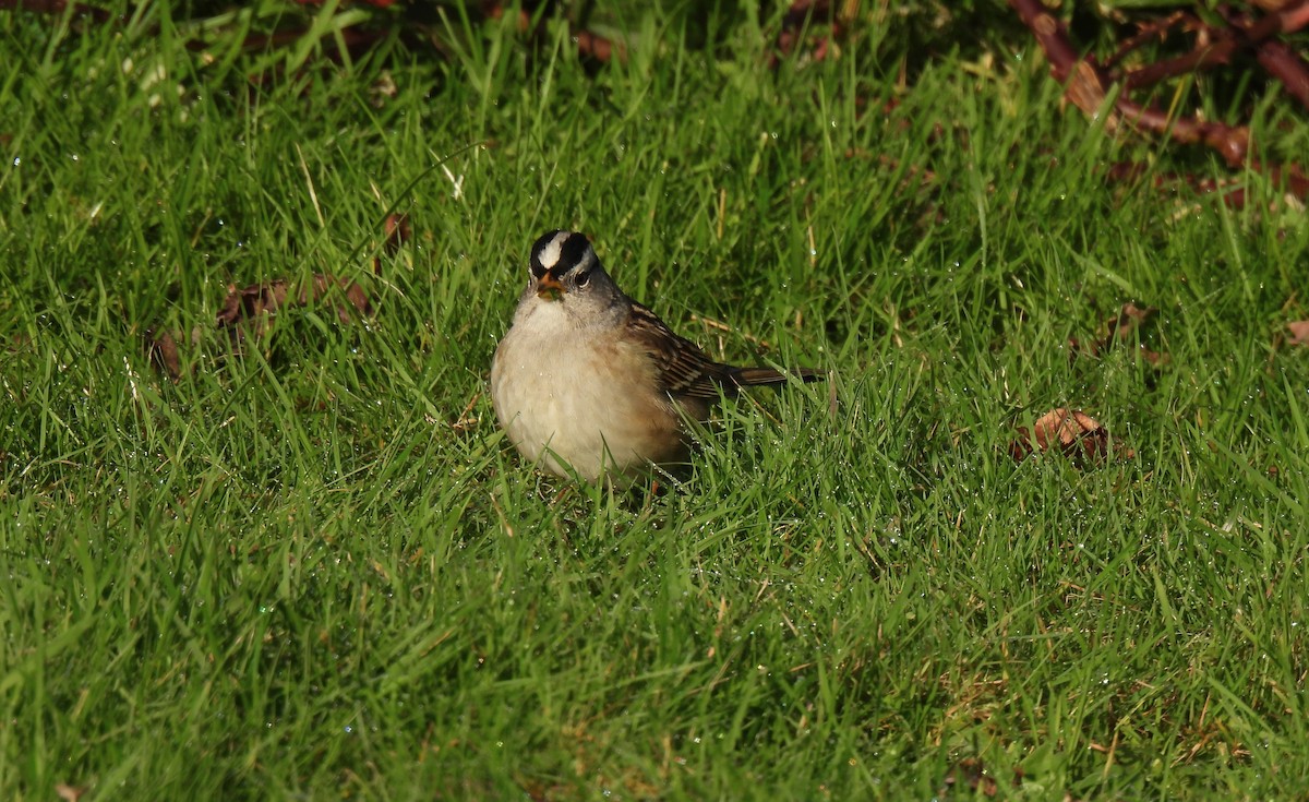 Porsuk Serçesi (gambelii) - ML647787704