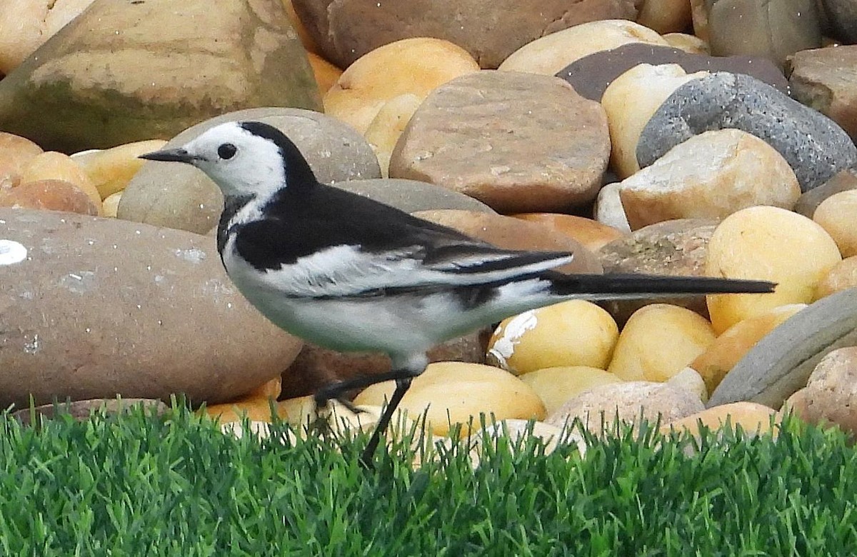 Lavandera Blanca - ML647787725