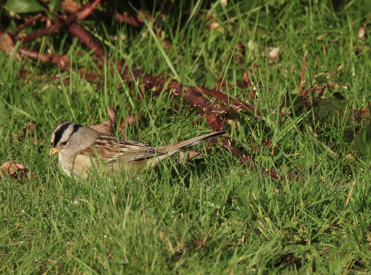 Porsuk Serçesi (pugetensis) - ML647787739