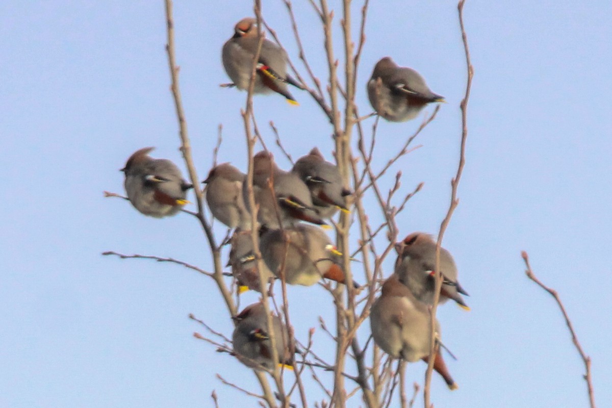 Ampelis Europeo - ML647787758