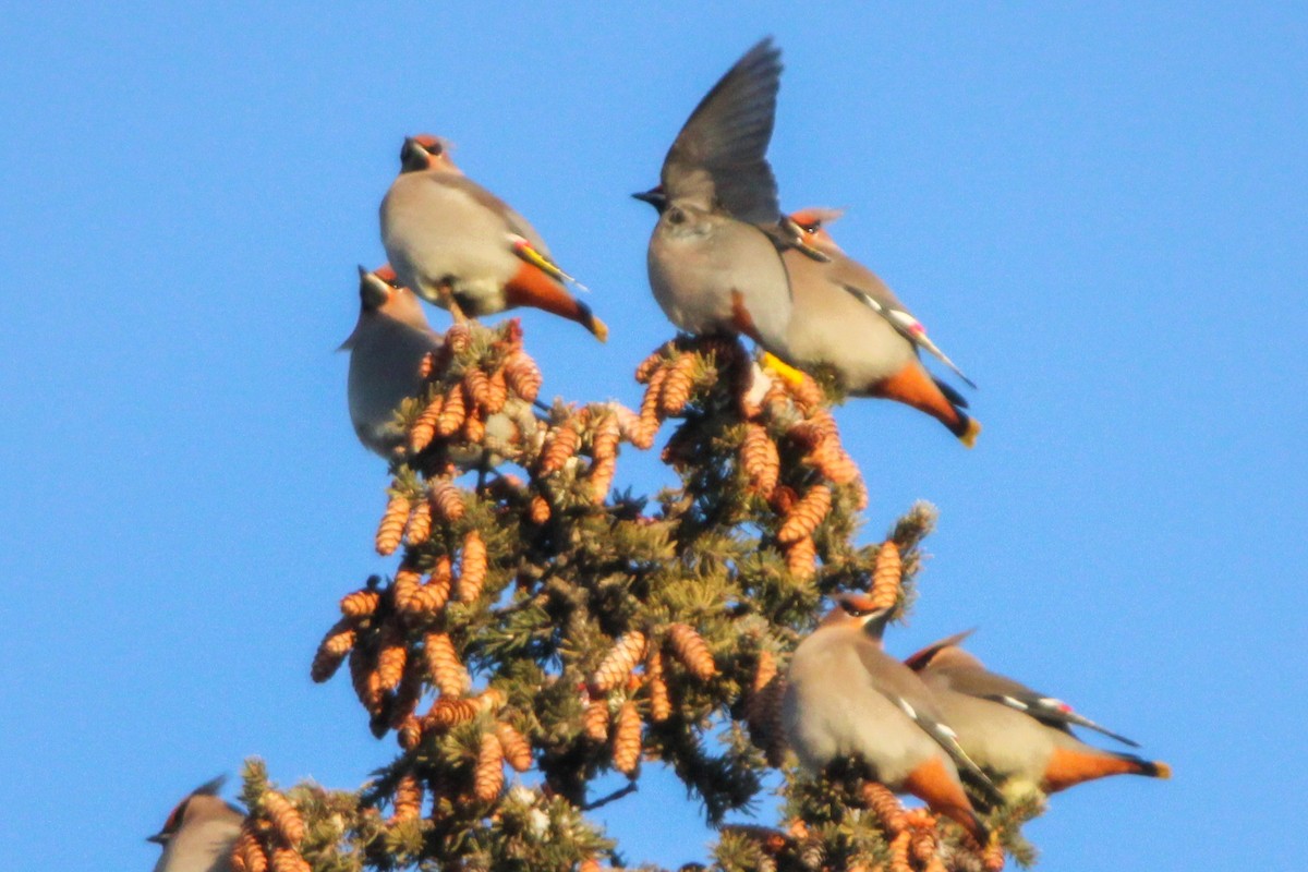 Ampelis Europeo - ML647787759