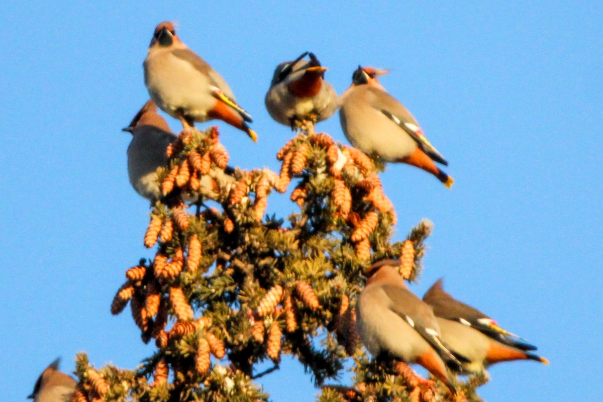 Ampelis Europeo - ML647787760