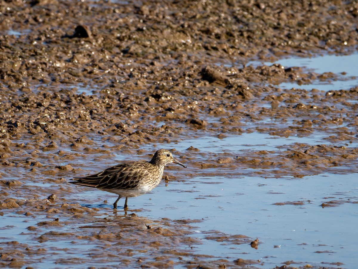 Побережник арктичний - ML647787771