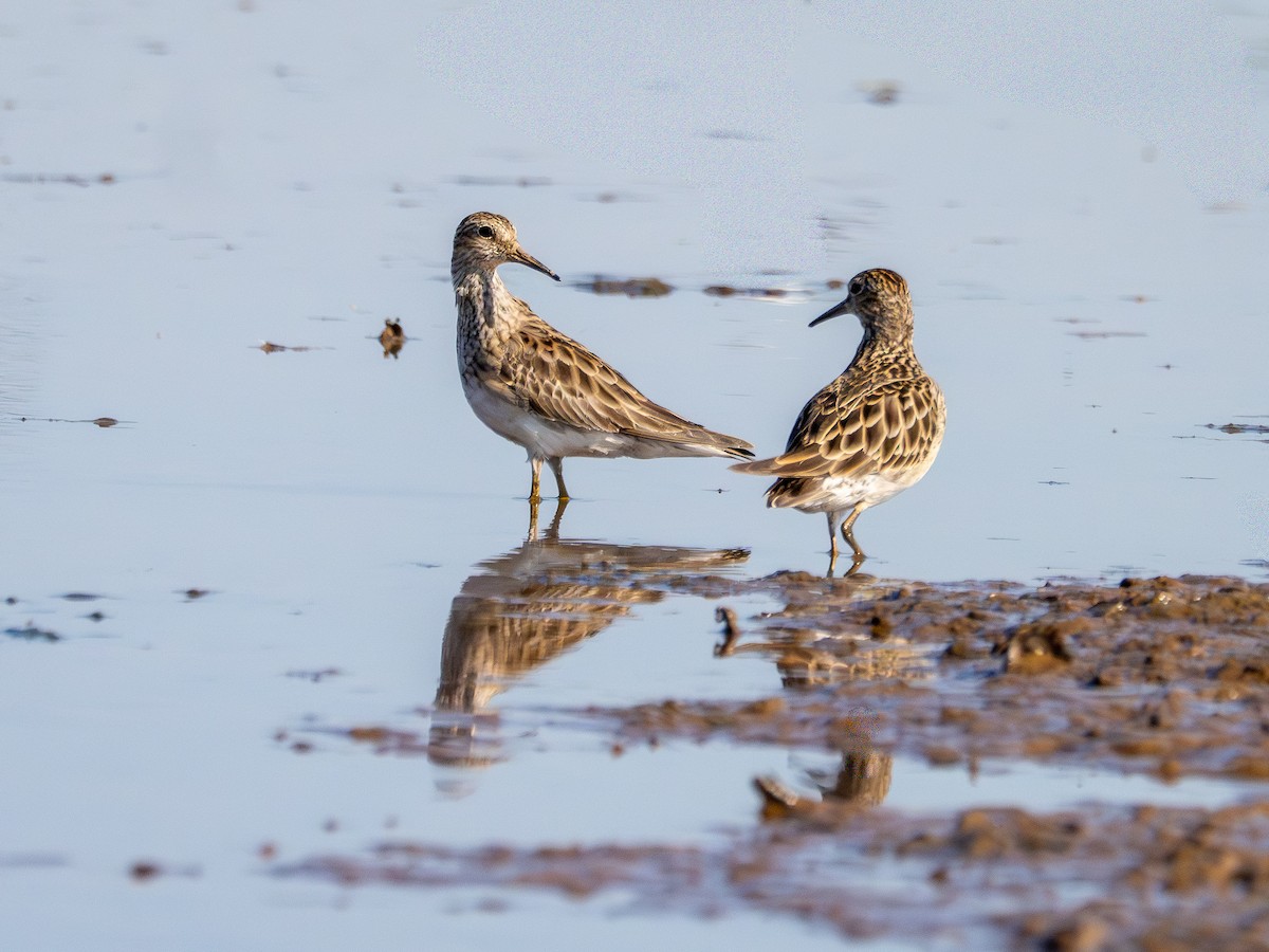 Побережник арктичний - ML647787772