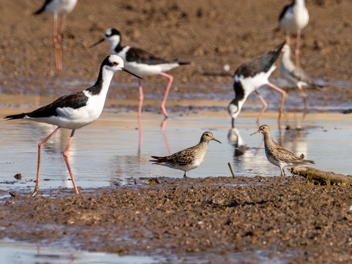 Побережник арктичний - ML647787773