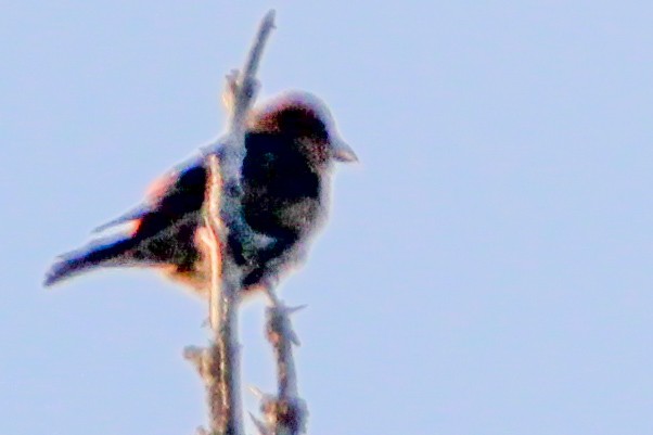 båndkorsnebb - ML647787794